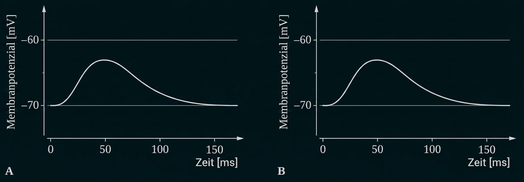 Zwei Diagramme zum Membranpotenzial über die Zeit mit Kurvenverlauf.